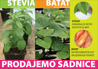 stevia+batat+sadnice